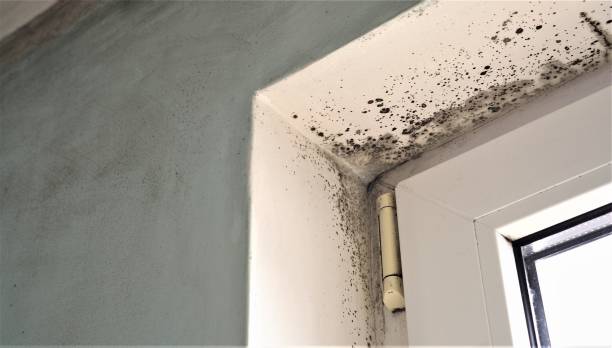 Best Industrial Mold Remediation  in Heathcote, NJ