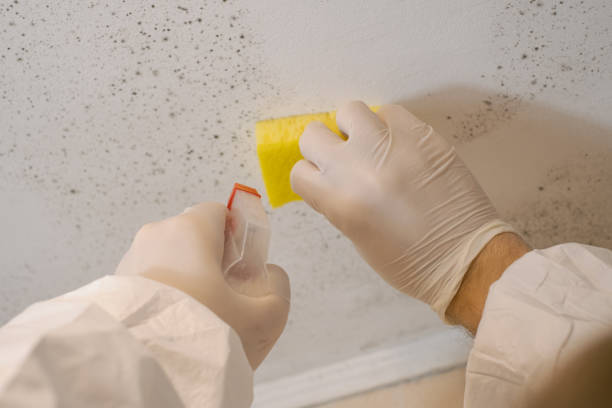 Heathcote, NJ Mold Removal Company