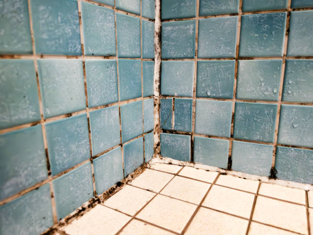 Environmental Consulting for Mold Prevention in Heathcote, NJ