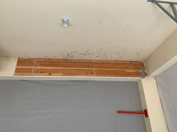 Mold Remediation for Rental Properties in Heathcote, NJ